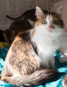 Дуже гарна киця в добрі руки!