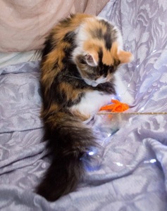 Дуже гарна киця в добрі руки!