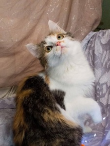 Дуже гарна киця в добрі руки!