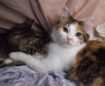 Дуже гарна киця в добрі руки!