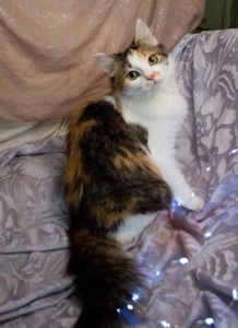 Дуже гарна киця в добрі руки!