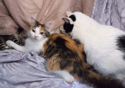 Дуже гарна киця в добрі руки!