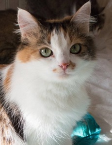 Дуже гарна киця в добрі руки!