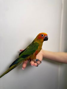 Сонячний аратінга, золотистоперий аратинга, ручний папуга викормиш з днк тестом