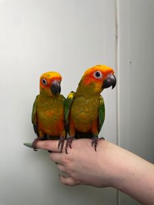 Сонячні аратинга, сонячний золотистоперий аратінга, ручні викормиші папужки різної статті