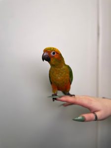 Сонячний аратинга, аратінга жовто-зелений окільцьовані ручні викормиші