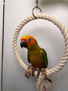 Сонячний аратінга, золотистоперий аратинга, ручний папуга викормиш з днк тестом