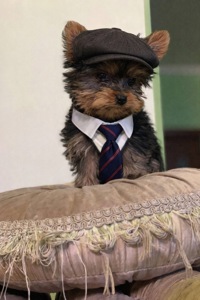 Щенки йоркширского терьера