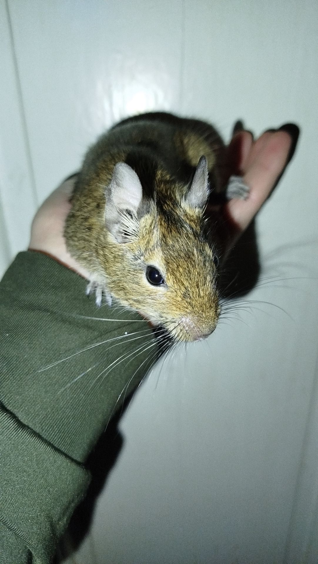 Білка Дегу (чилійська)