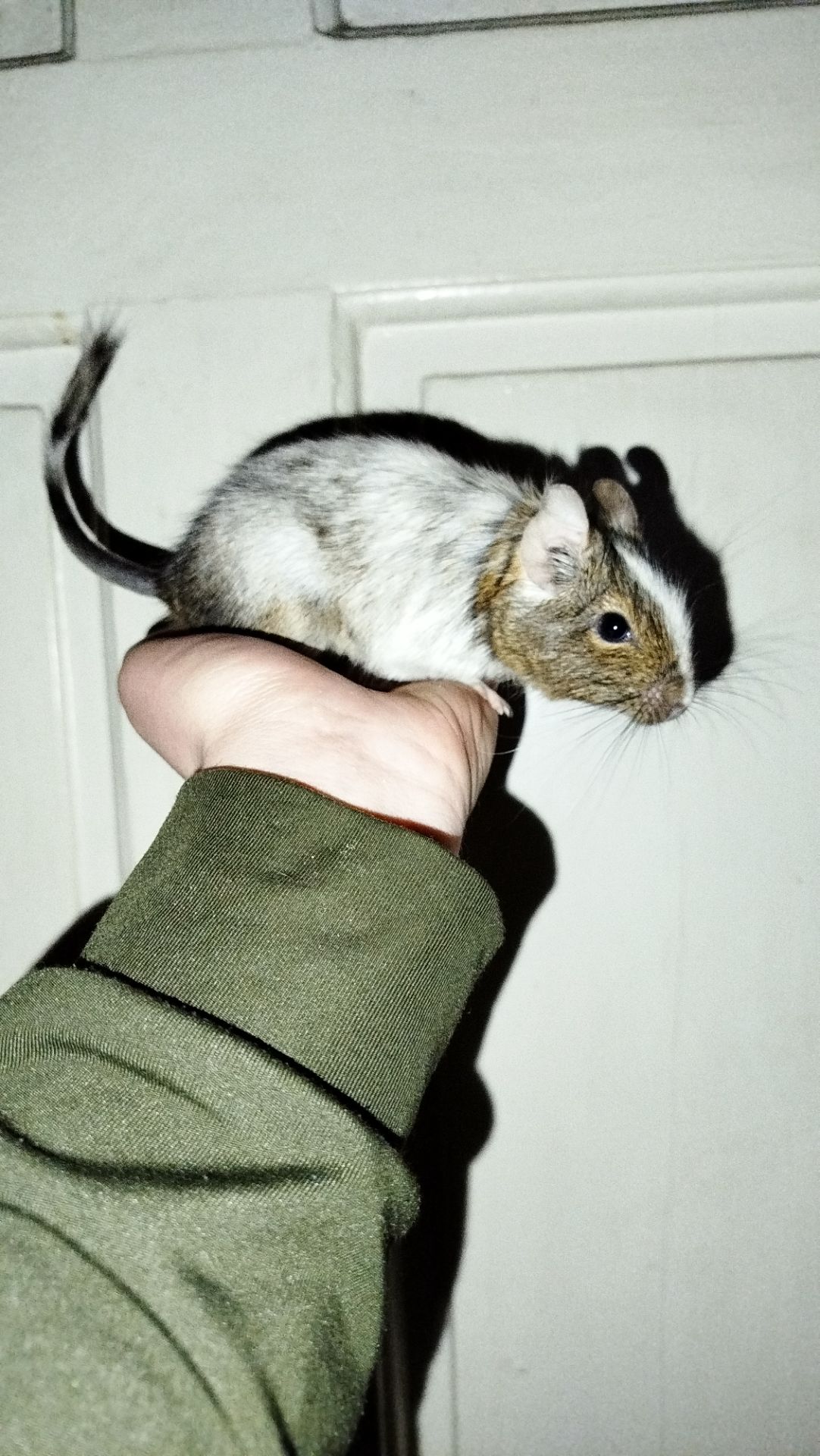 Білка Дегу (чилійська)