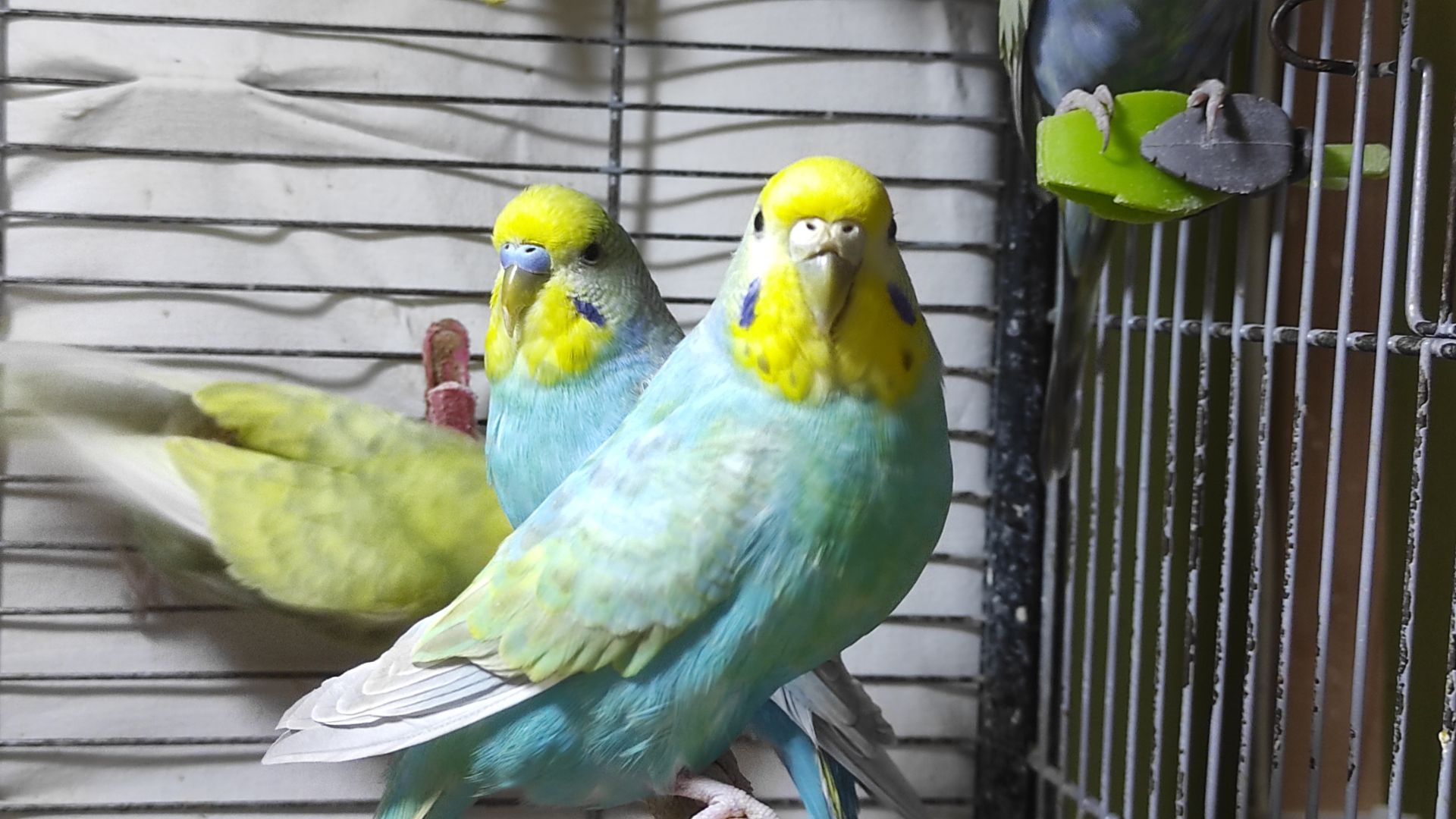 Радужные волнистые попугайчики