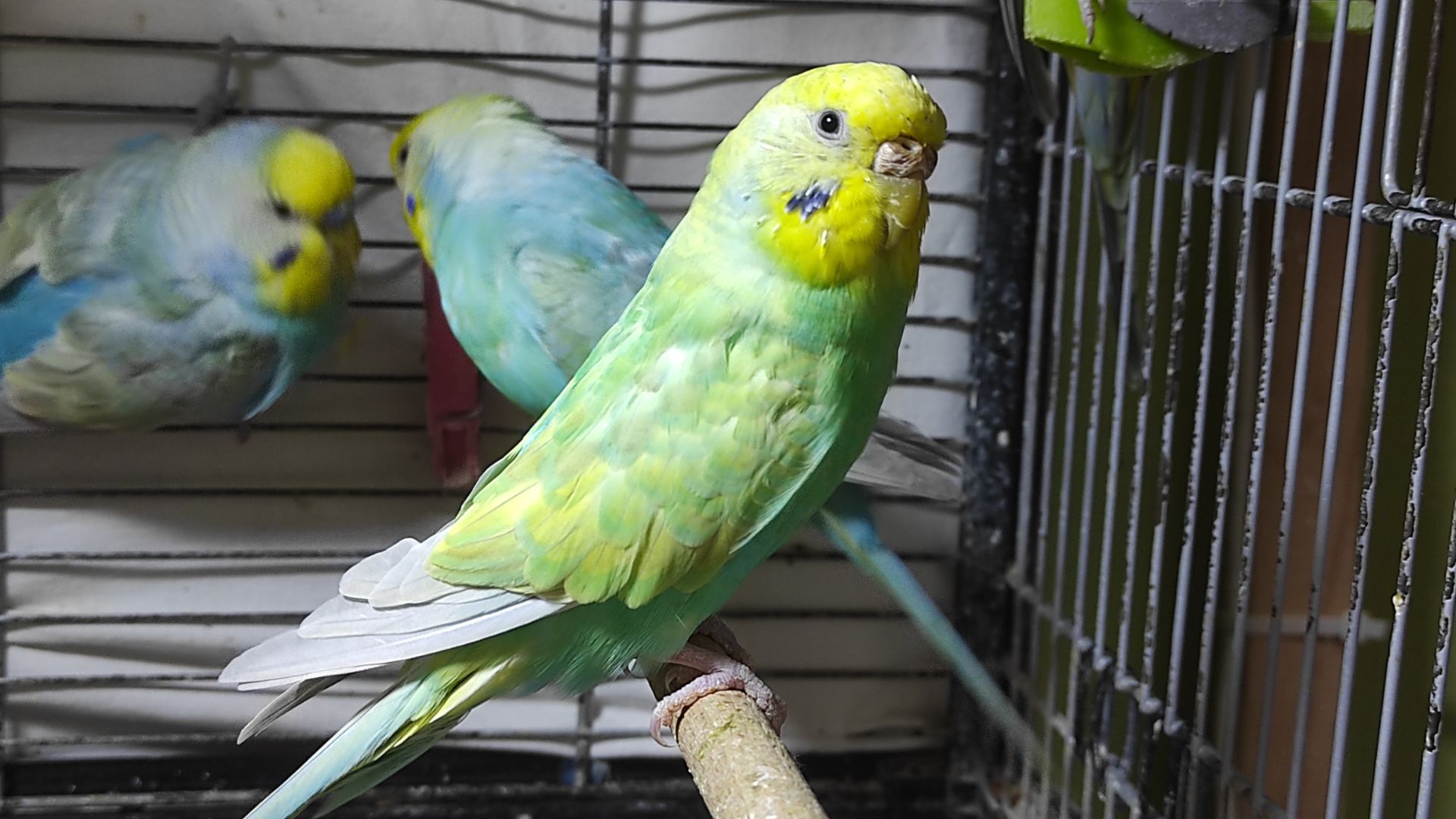 Радужные волнистые попугайчики