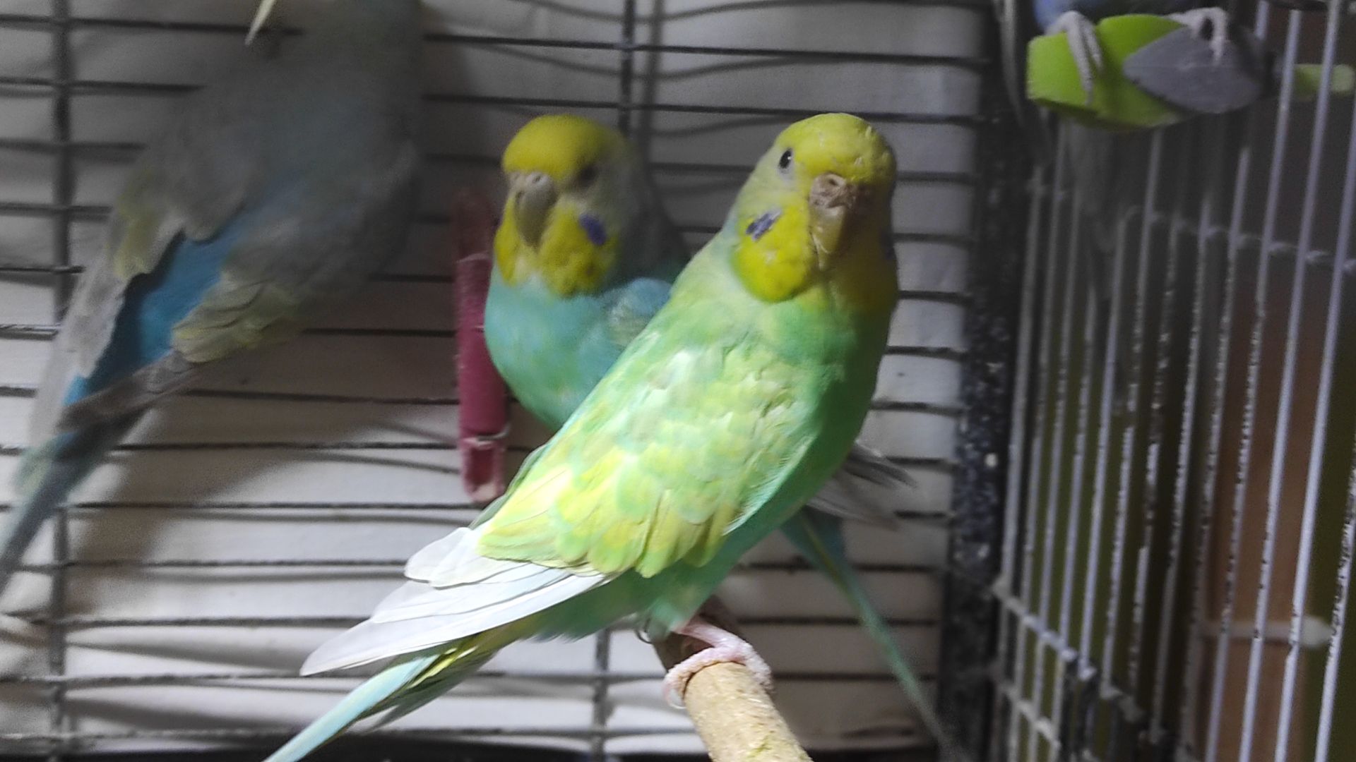 Радужные волнистые попугайчики