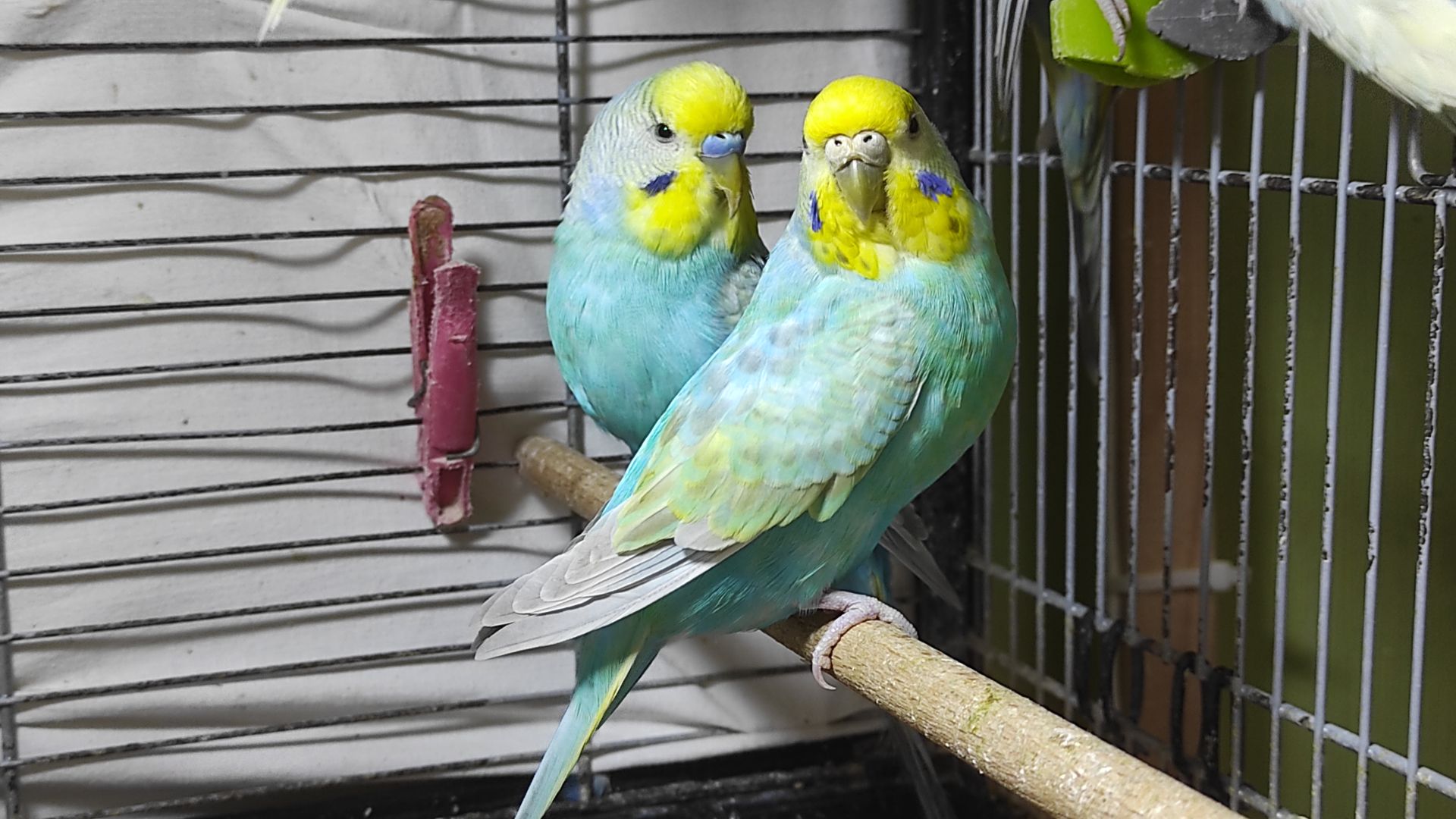 Радужные волнистые попугайчики