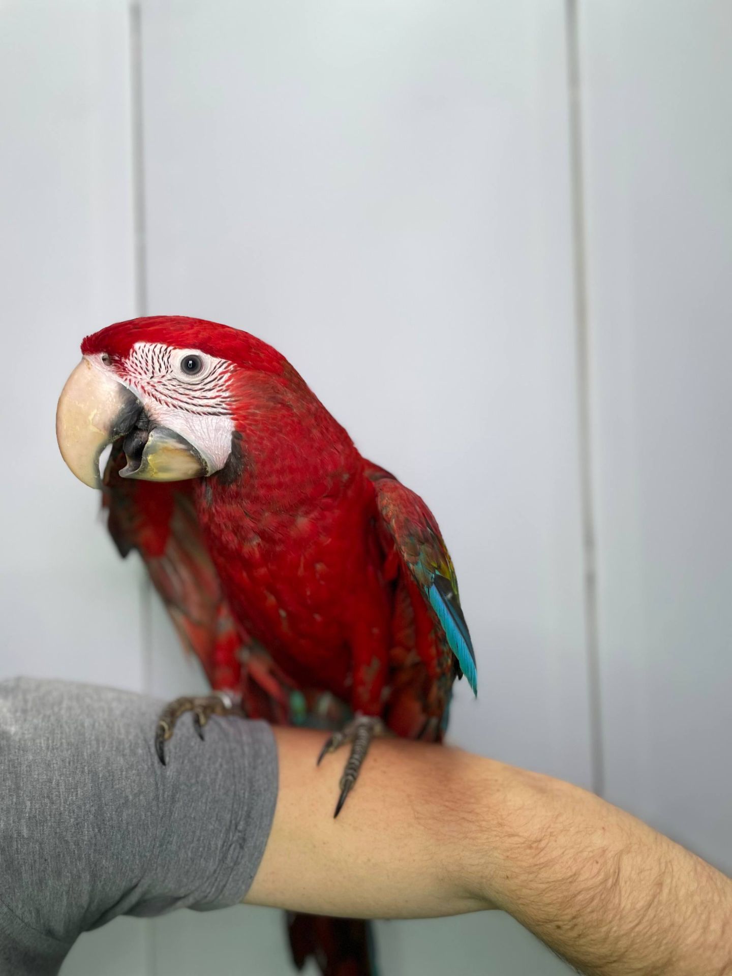 Зеленокрилий ара, синьо-жовтий ара, ручні викормиші малюки, малюк папуги Ара,