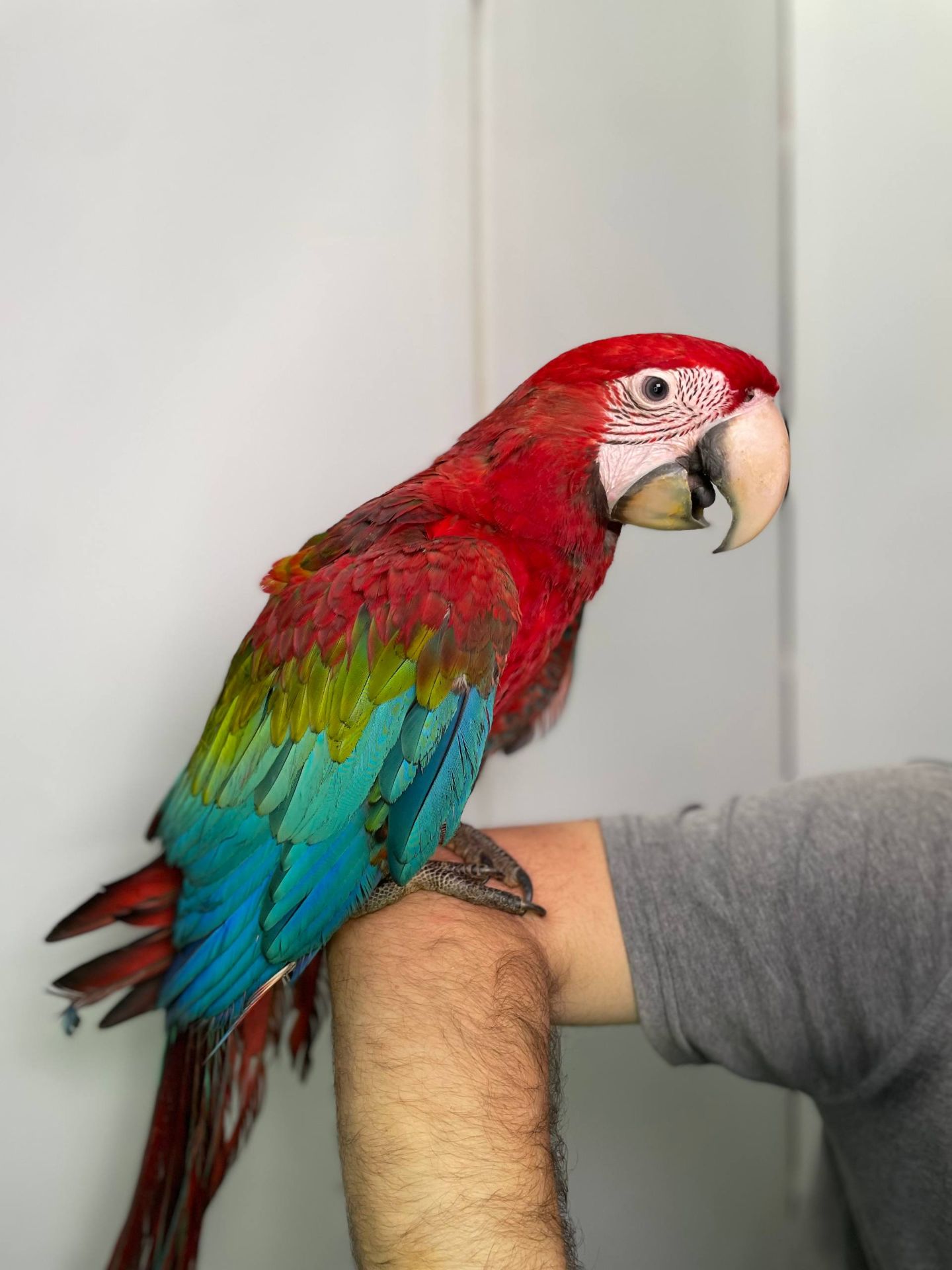 Зеленокрилий ара, синьо-жовтий ара, ручні викормиші малюки, малюк папуги Ара,