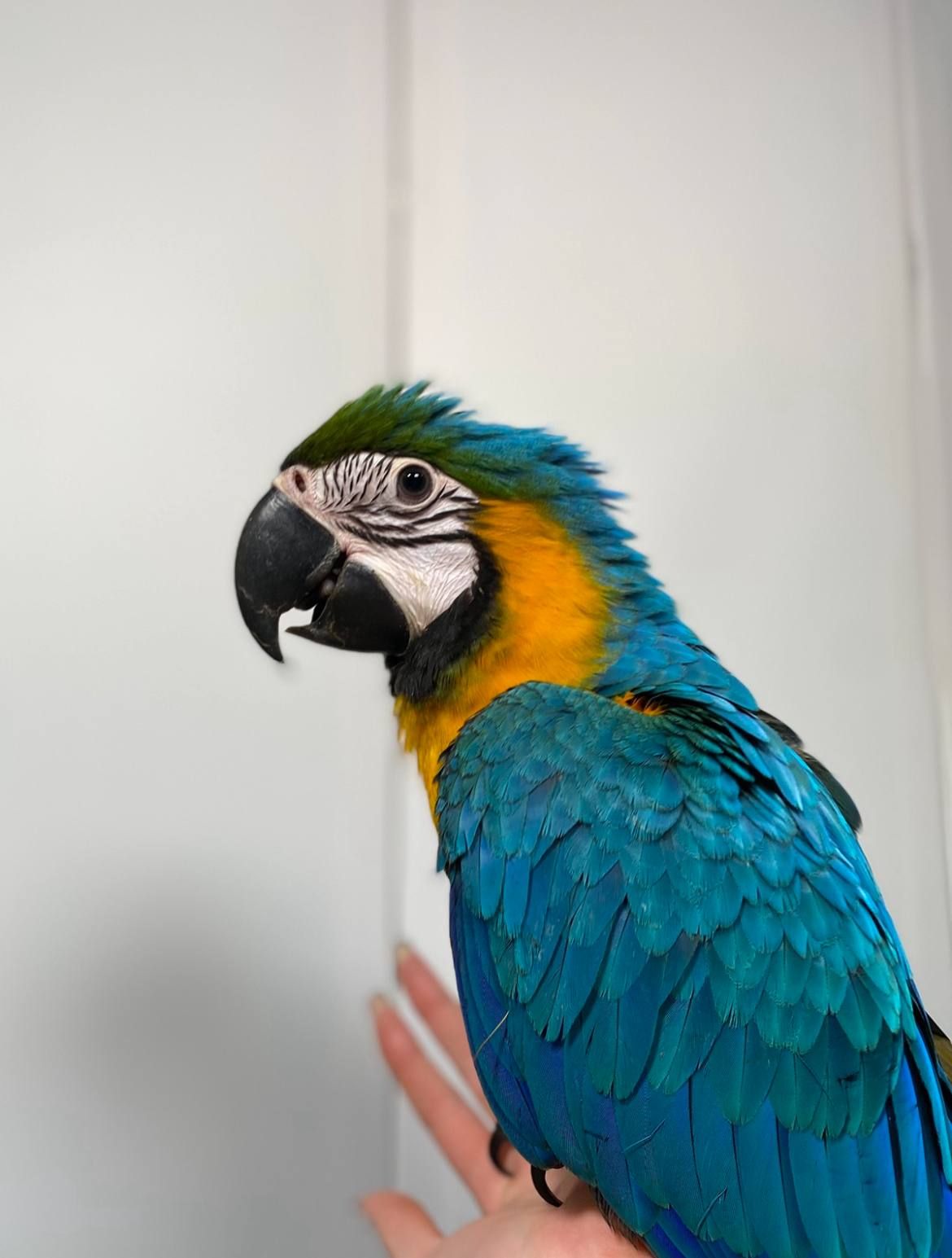 Зеленокрилий ара, синьо-жовтий ара, ручні викормиші малюки, малюк папуги Ара,