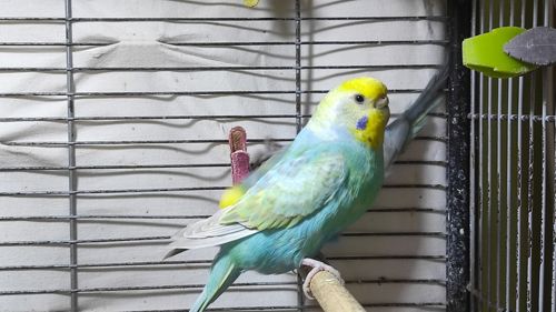 Радужные волнистые попугайчики