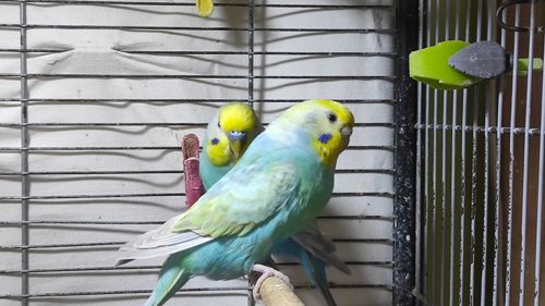 Радужные волнистые попугайчики