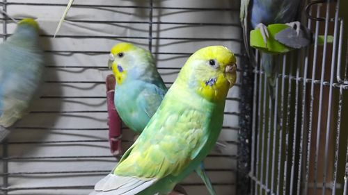 Радужные волнистые попугайчики