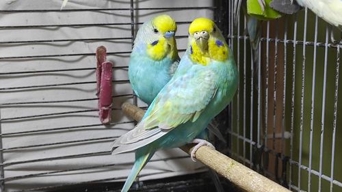 Радужные волнистые попугайчики