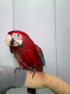 Зеленокрилий ара, синьо-жовтий ара, ручні викормиші малюки, малюк папуги Ара,