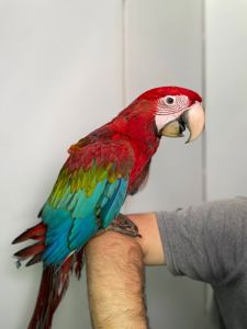 Зеленокрилий ара, синьо-жовтий ара, ручні викормиші малюки, малюк папуги Ара,