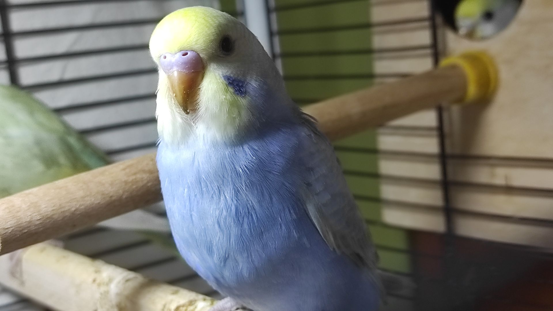 Райдужні хвилясті папужки