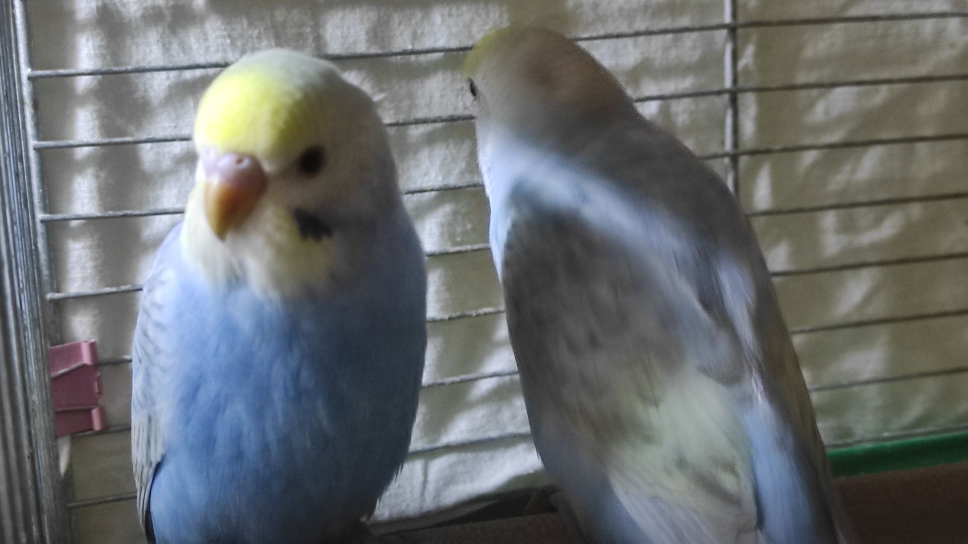 Райдужні хвилясті папужки