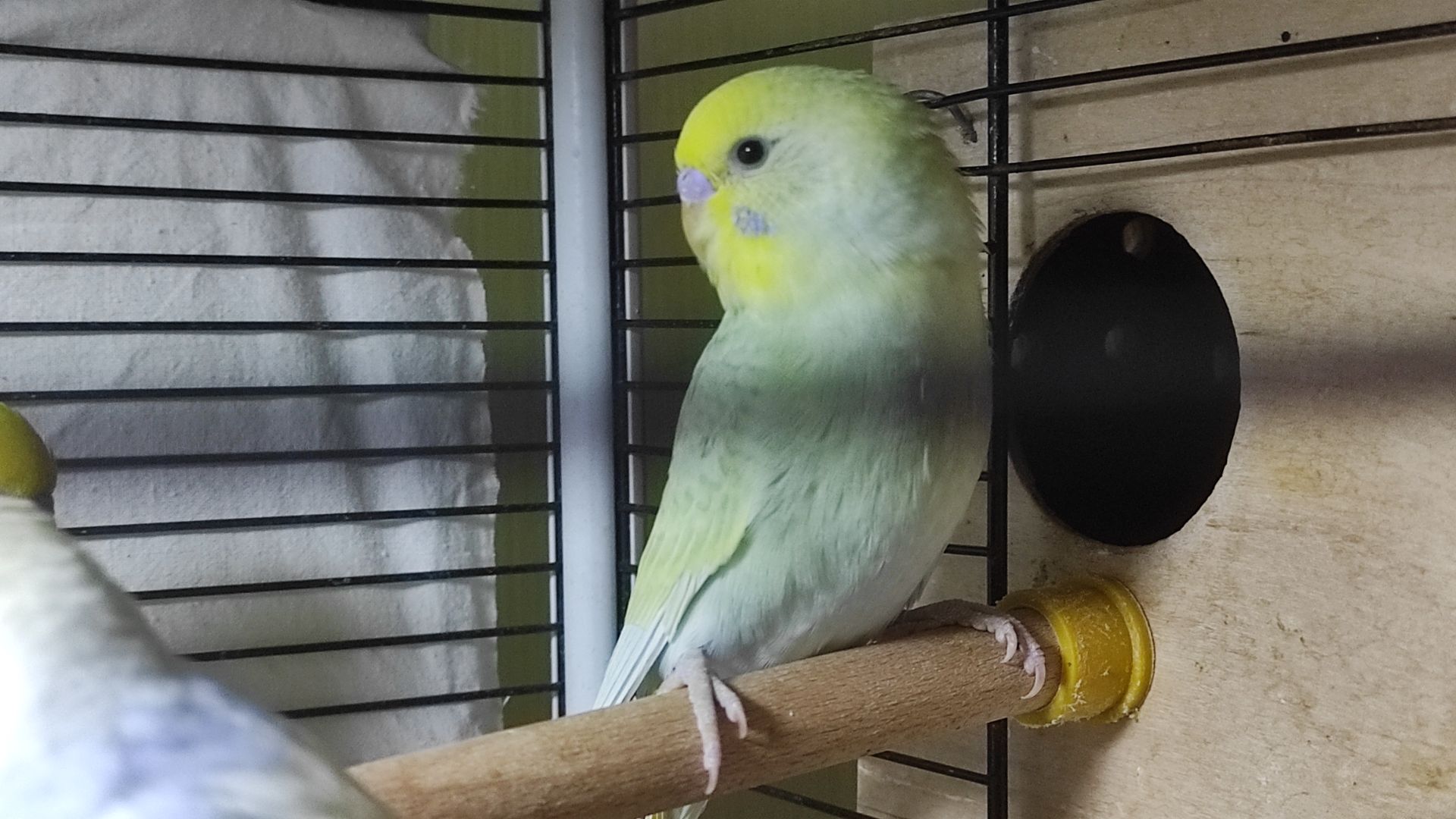 Райдужні хвилясті папужки