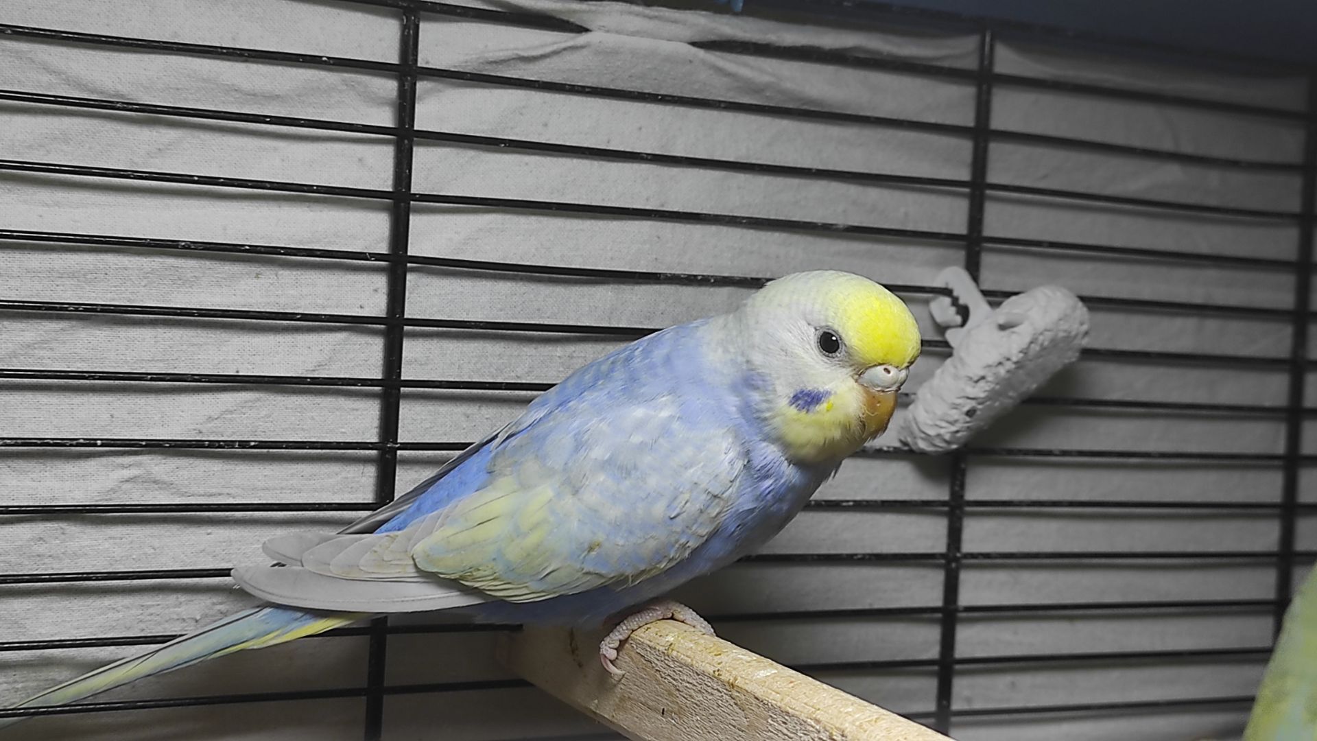 Райдужні хвилясті папужки