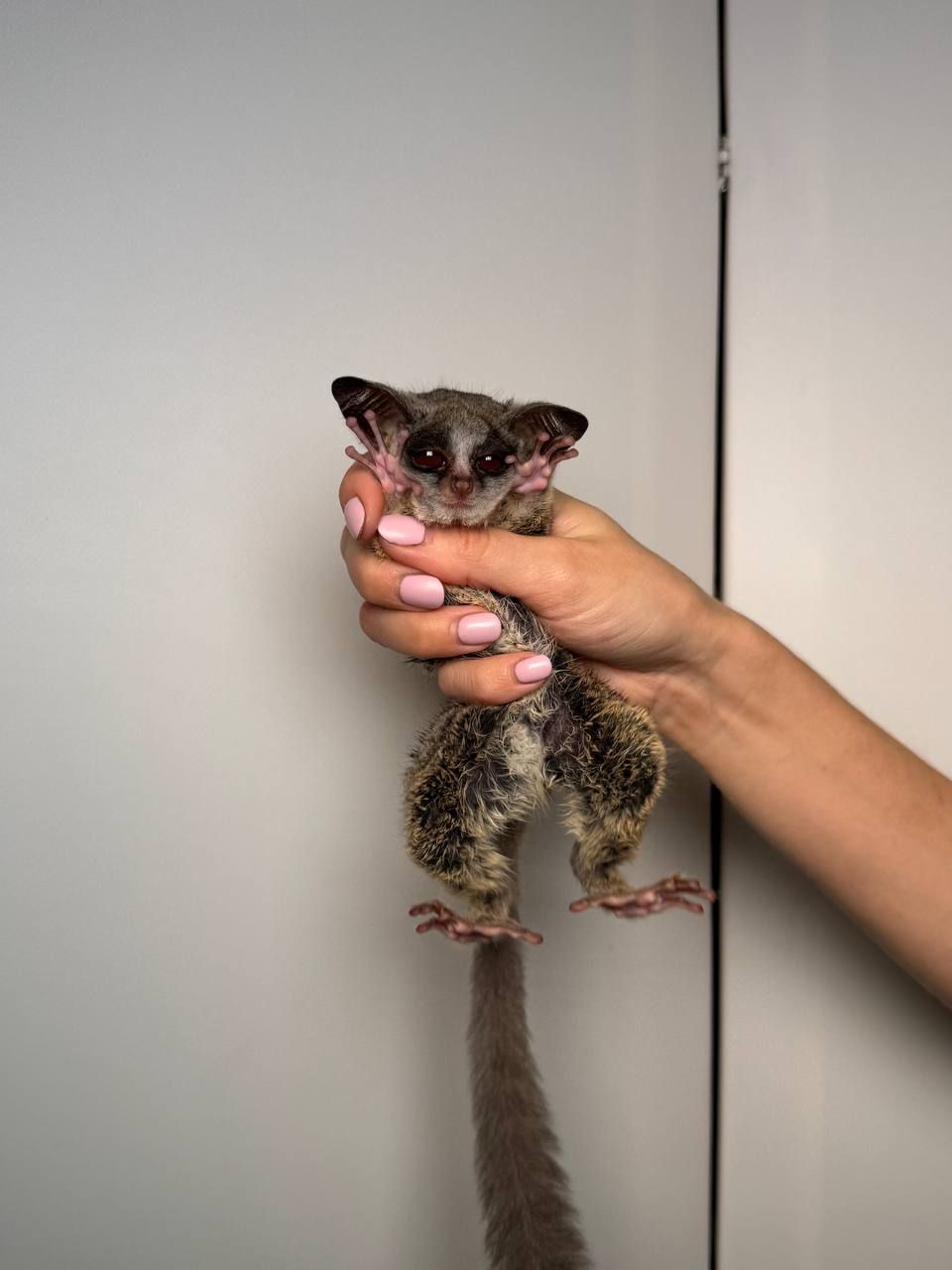 Лемур Галаго, сенгалський галаго, декоративний домашній галаго, малюк галаго