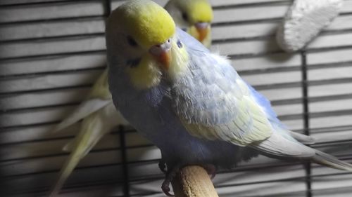 Райдужні хвилясті папужки