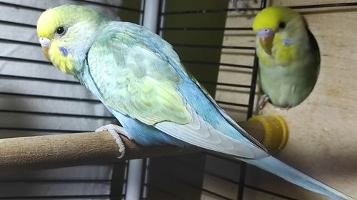 Райдужні хвилясті папужки