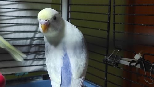 Райдужні хвилясті папужки