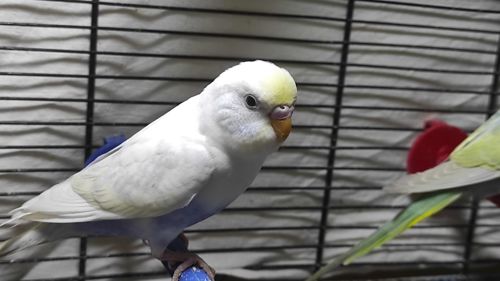 Райдужні хвилясті папужки