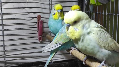 Райдужні хвилясті папужки