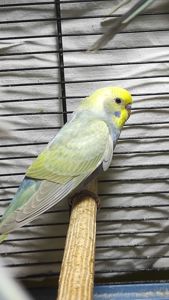 Райдужні хвилясті папужки