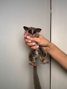 Лемур Галаго, сенгалський галаго, декоративний домашній галаго, малюк галаго