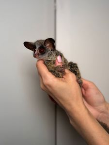 Лемур Галаго, сенгалський галаго, декоративний домашній галаго, малюк галаго