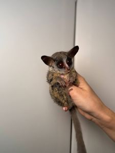 Лемур Галаго, сенгалський галаго, декоративний домашній галаго, малюк галаго