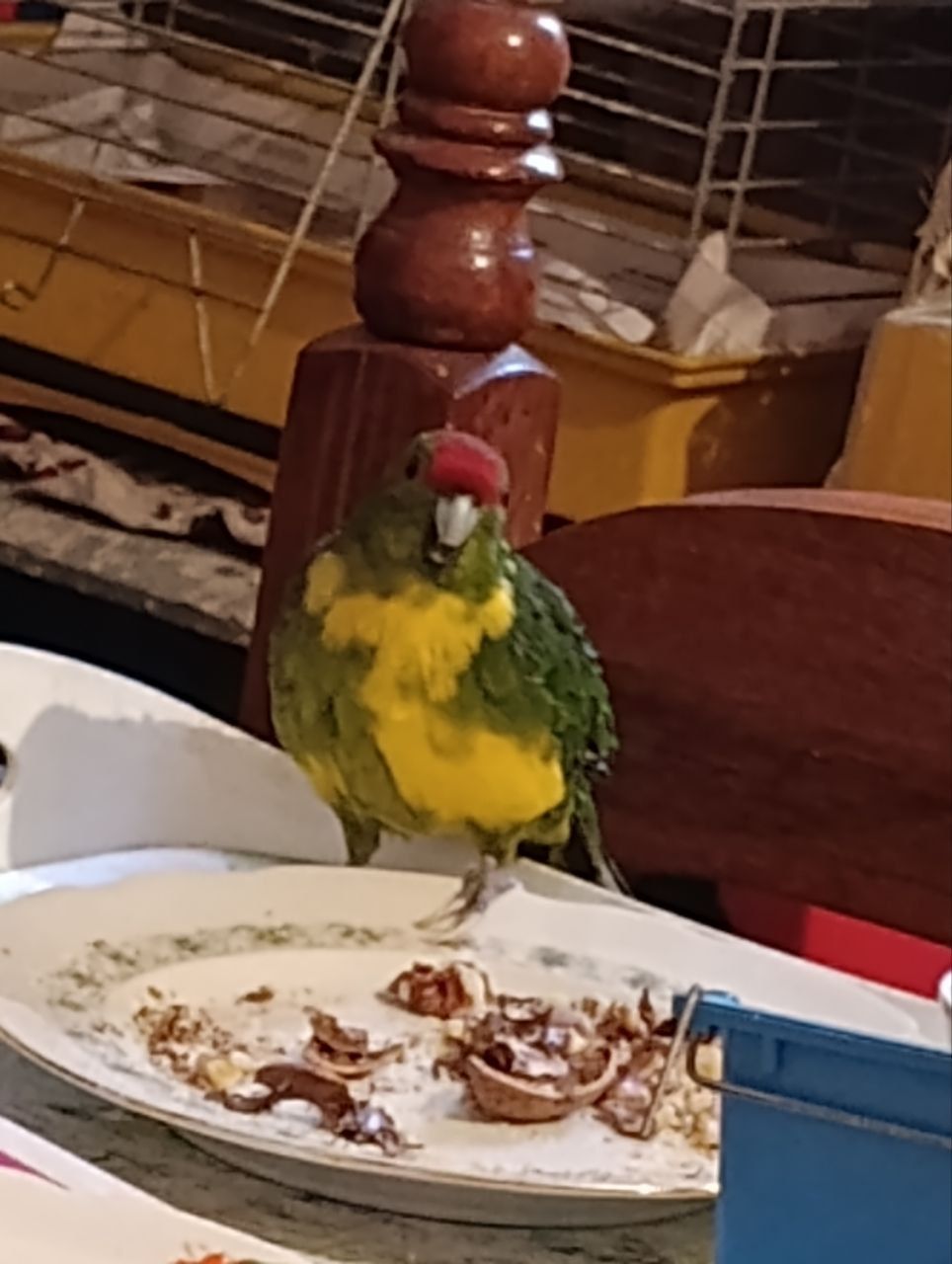 Какарик самец возраст 5 месяцев