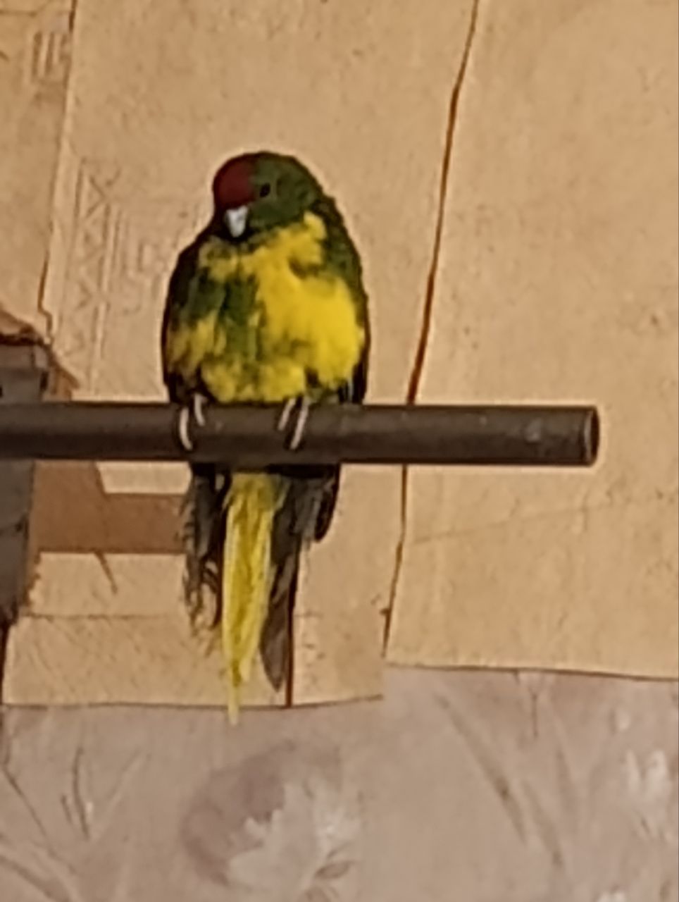 Какарик самец возраст 5 месяцев