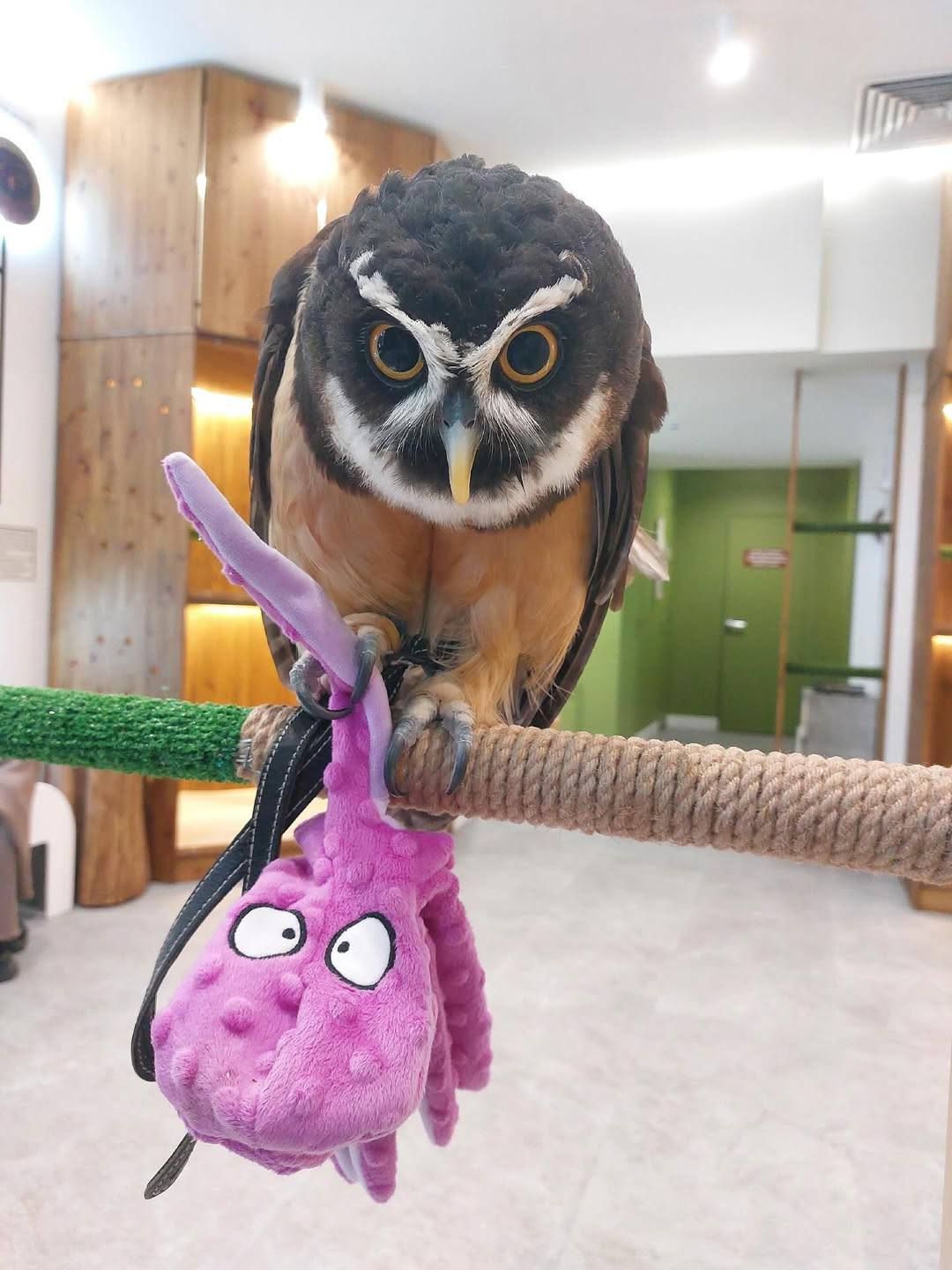 Неотропічна очкова сова, домашня очкова сова, декоративна сова