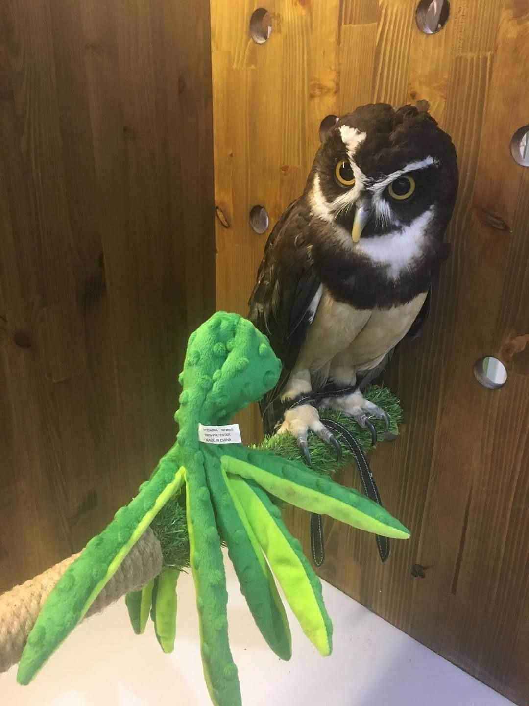 Неотропічна очкова сова, домашня очкова сова, декоративна сова