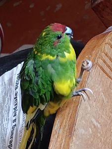 Какарик самец возраст 5 месяцев