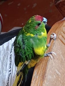 Какарик самец возраст 5 месяцев