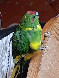 Какарик самец возраст 5 месяцев