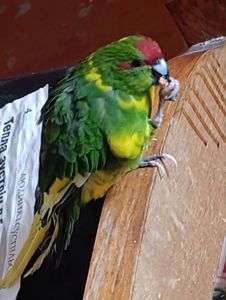 Какарик самец возраст 5 месяцев