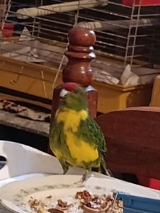 Какарик самец возраст 5 месяцев